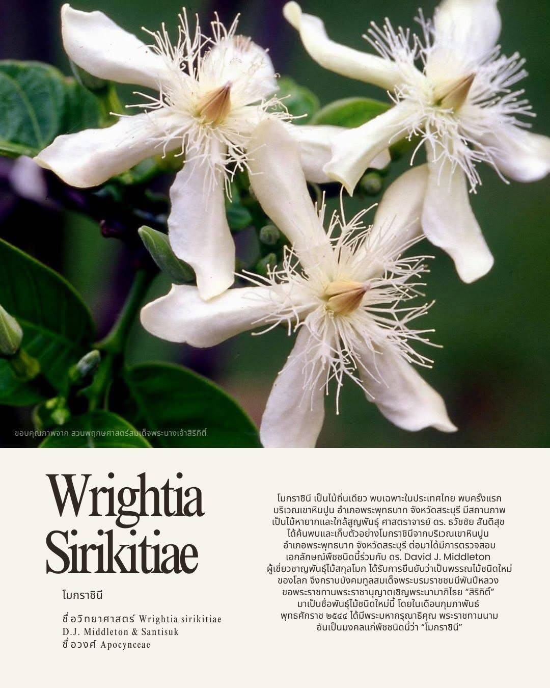 "โมกราชินี" พรรณไม้แห่งความภักดี มิ่งขวัญวันแม่ ความภาคภูมิใจของชาวสระบุรี